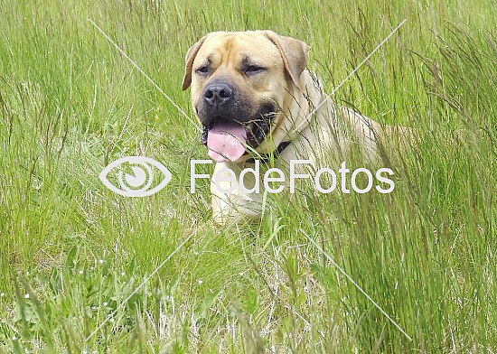 Boerboel