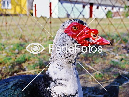 Cairina moschata