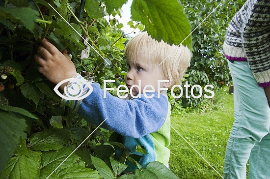 Dreng plukker hindbær