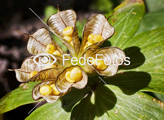 Erantis (Eranthis hiemalis) Winter aconite Vinterblomme