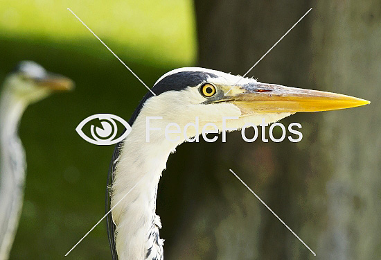 Fiskehejre (Ardea cinerea)