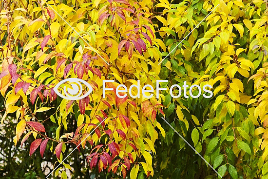 Forsythia, (Forsythia intermedia), Olivenfamilien, (Oleaceae)