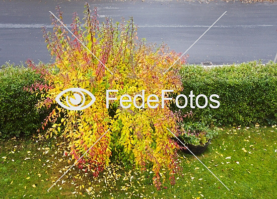 Forsythia, (Forsythia intermedia), Olivenfamilien, (Oleaceae)