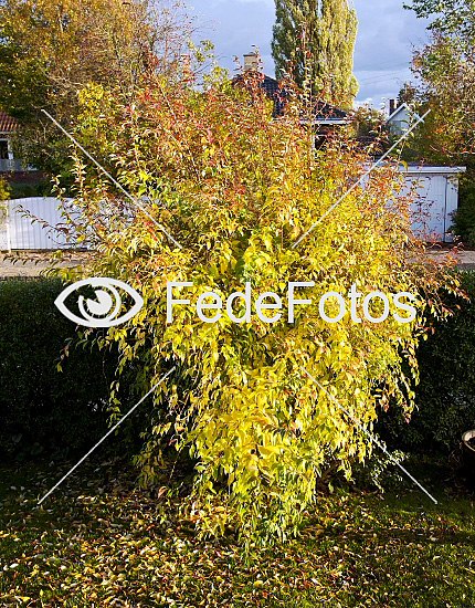 Forsythia, (Forsythia intermedia), Olivenfamilien, (Oleaceae)