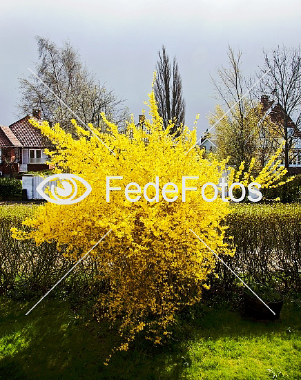 Forsythia, (Forsythia intermedia), Olivenfamilien, (Oleaceae)