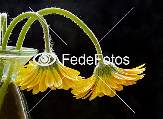 Gerbera (Golden Serena) kurveblomst-familien (Asteraceae syn Compositae) Barberton daisy Transvaal daisy