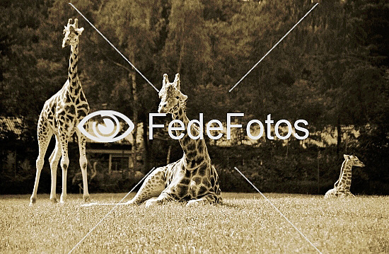 Giraffer