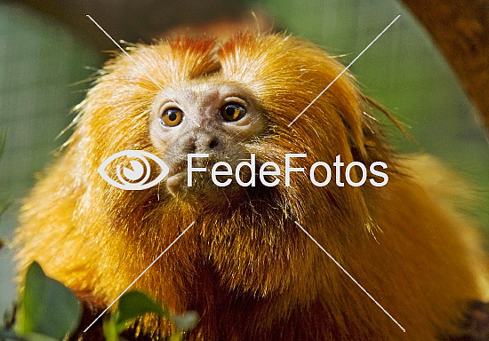 Gylden løveabe Leontopithecus rosalia