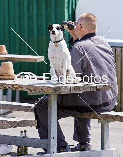 Hund (Canis familiaris)