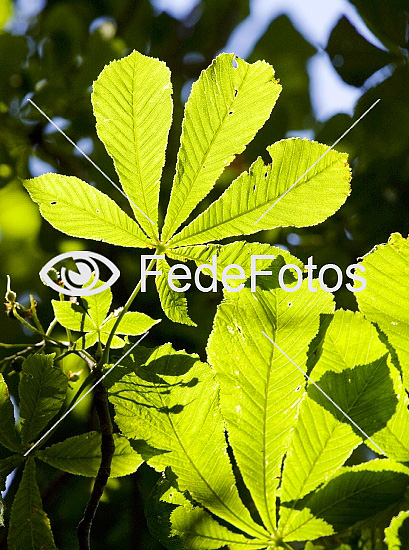 Kastanie kastanjetræ kastanietræ (Hippocastanaceae)