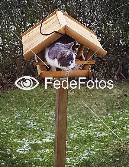 Kat er kravlet op i foderhus