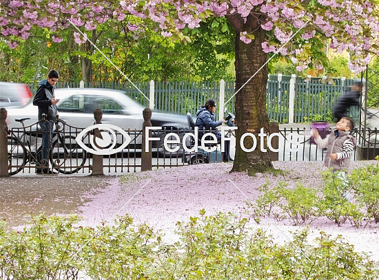 Kirsebærtræer i blomst