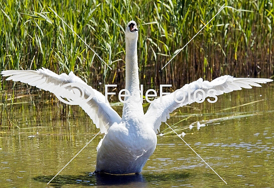 Knopsvane (Cygnus olor) Knölsvan Knoppsvane Mute Swan