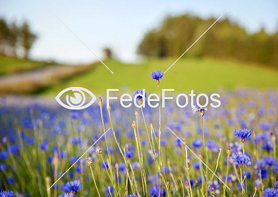 Kornblomster (Centaurea cyanus), kurveblomstfamilien (Asteraceae syn Compositae). Cornflower, Bachelor Button. Blåklint