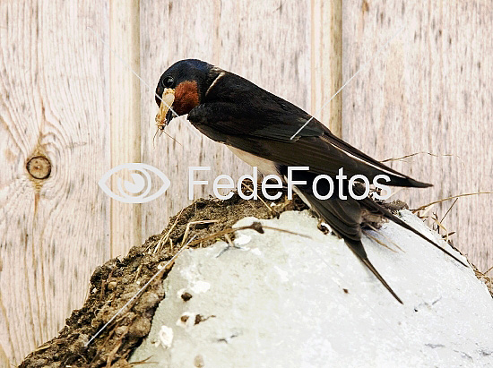 Landsvale fodrer med insekt, Landsvale, (Hirundo rustica), Svaler, Hirundinidae, Barn Swallow, Ladusvala, Låvesvale