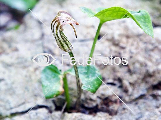 Munkehætter (Arisarum vulgare), Friar's Cowls, Larus, Araceae.