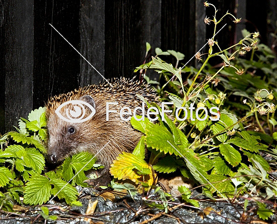 Pindsvin (Erinaceus europaeus), insektædere, insectivora, pindsvineunger