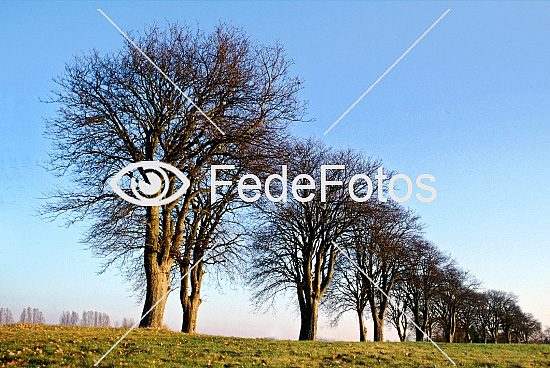 Seljerøn bornholmsk røn (Sorbus intermedia)