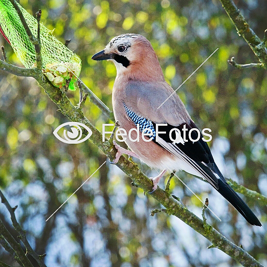 Skovskade (Garrulus glandarius)