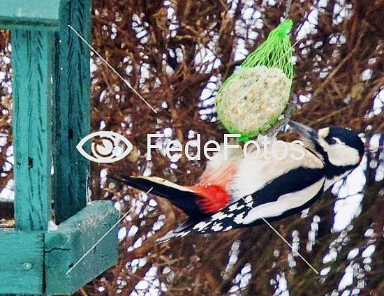 Stor flagspætte Dendrocopos major Greater spotted woodpecker piciformes spætter picidae hulruger hulrugere större hackspett flaggspett 