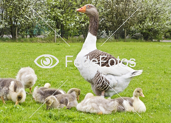 Tamgås (Anser anser domesticus) geese goose