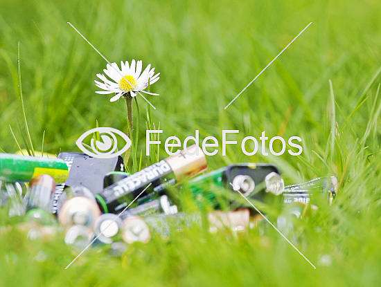 Tusindfryd (Bellis perennis), Kurveblomst-familien (Asteraceae, Compositae), daisy, tusenfryd, tusensköna