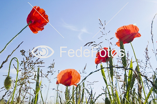 Valmuer Kornvalmue (Papaver rhoeas) valmuefamilien (Papaveraceae) 