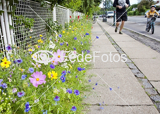 Villavej med blomster