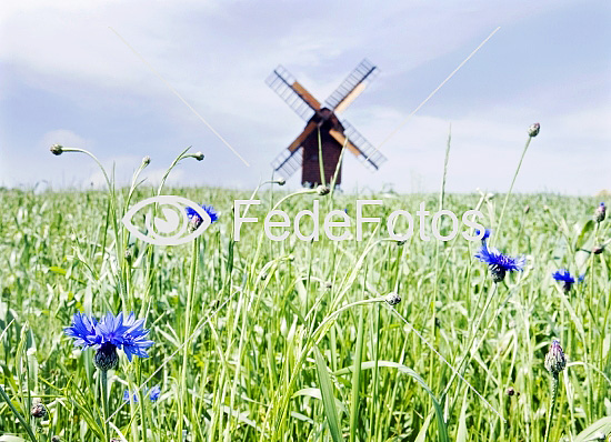 Vindmølle og kornblomster (Centaurea cyanus) kurveblomstfamilien (Asteraceae syn Compositae)