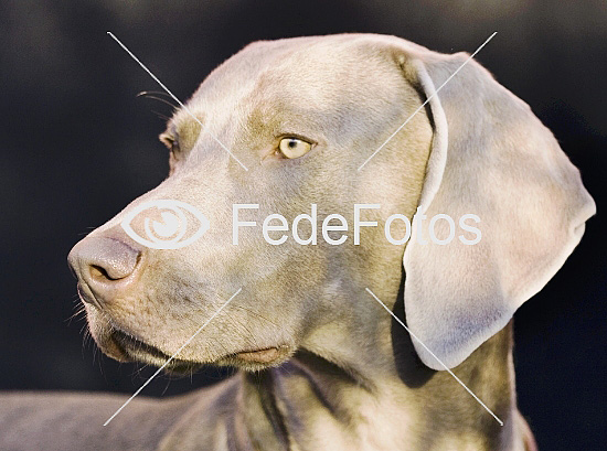 Weimaraner 