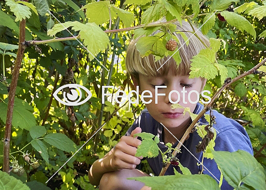 Dreng plukker hindbær