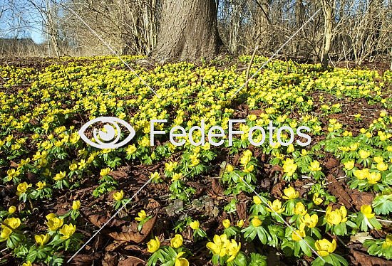 Erantis (Eranthis hiemalis) Winter aconite Vinterblomme