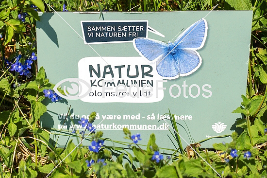 Naturkommunen - biodiversitet